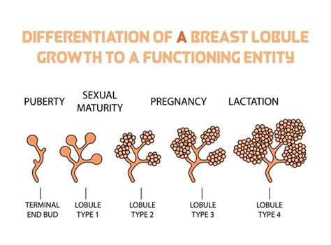 firm teen tits|Normal Breast Development and Changes